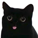 kittycat