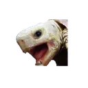 turtleboi