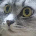 gibijishock