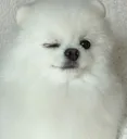 shinkuwink shinkuwink