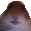 Bruh