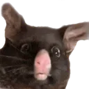ratto