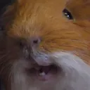 nei