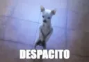 despacito