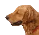 doggesweat doggesweat