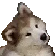 ConfusedDog ConfusedDog