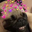 bellalove
