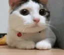 Nopenah Nopenah