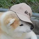 dogge