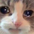 Sadcat