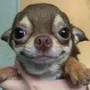 puppysmile puppysmile