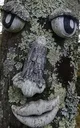 woodface woodface