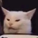 CatBoi