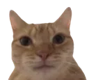 CAT CAT