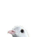 dovepeek