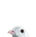 dovepeek