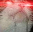 cat5