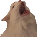 chompmeow2 chompmeow2