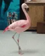 ZGifAltTurnBirb