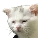 sadCat