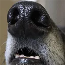 sniffs