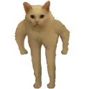 stronkcat