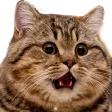 cat_shock