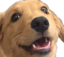 thomas_the_doggo Discord emoji