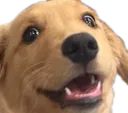 thomas_the_doggo