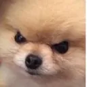 dogangery