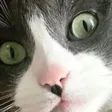 catwut
