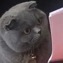 what~5 Discord Emoji