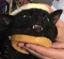 catwich Discord Emoji