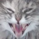 rawr rawr