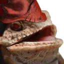 WrexLaugh WrexLaugh