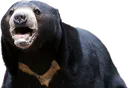 pogbear