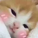 cuddle
