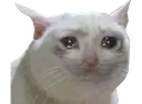SadCat Discord Emoji