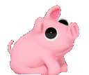 PigScooch_OL