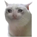 ExcessiveCrying