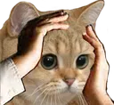 CatWut