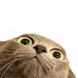 rxyWut