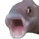 pogfish