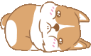 :corgicry: Discord Emote
