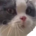 Sadkitty sadkitty Discord Emoji