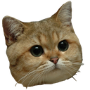 goodcat