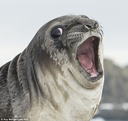 :Oooooo: Discord Emote