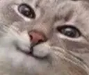 smugcat smugcat