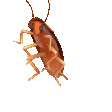 roach