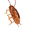 roach